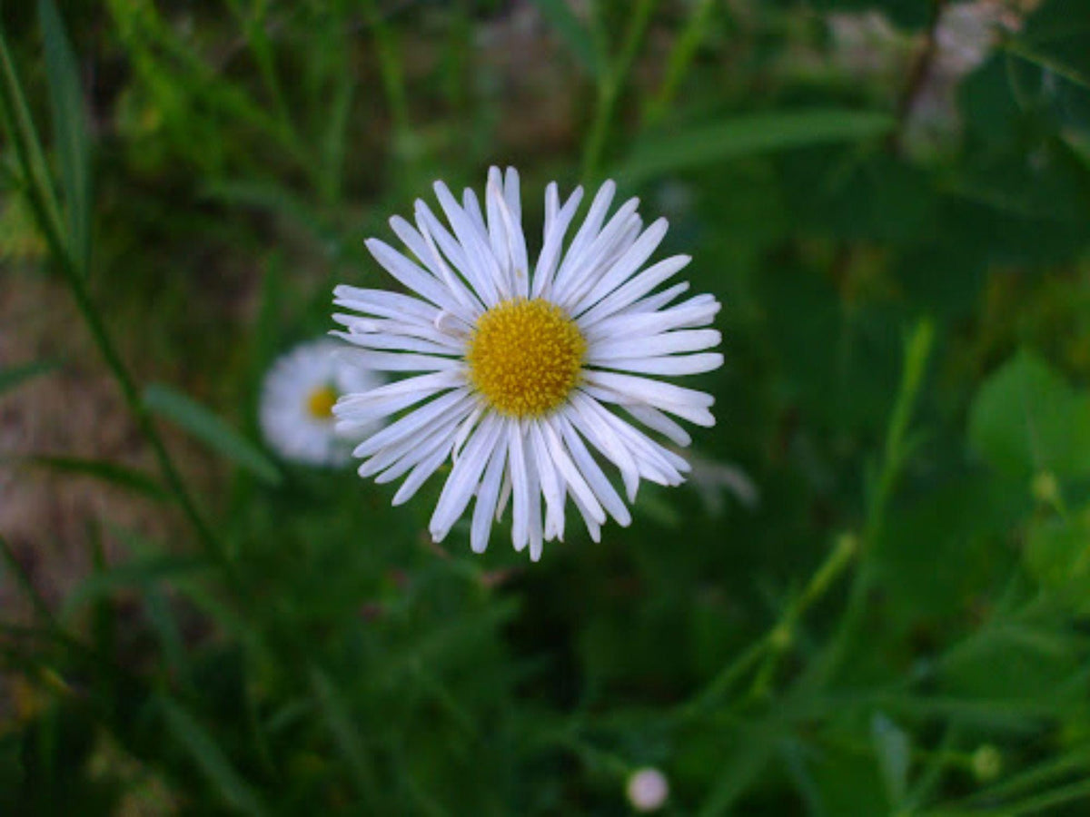 Boltonia Asteroides Seeds – Native White Wildflower, Pollinator Plant, Perennial, Late-Season Blooms, Bees & Butterflies, 100 Seeds
