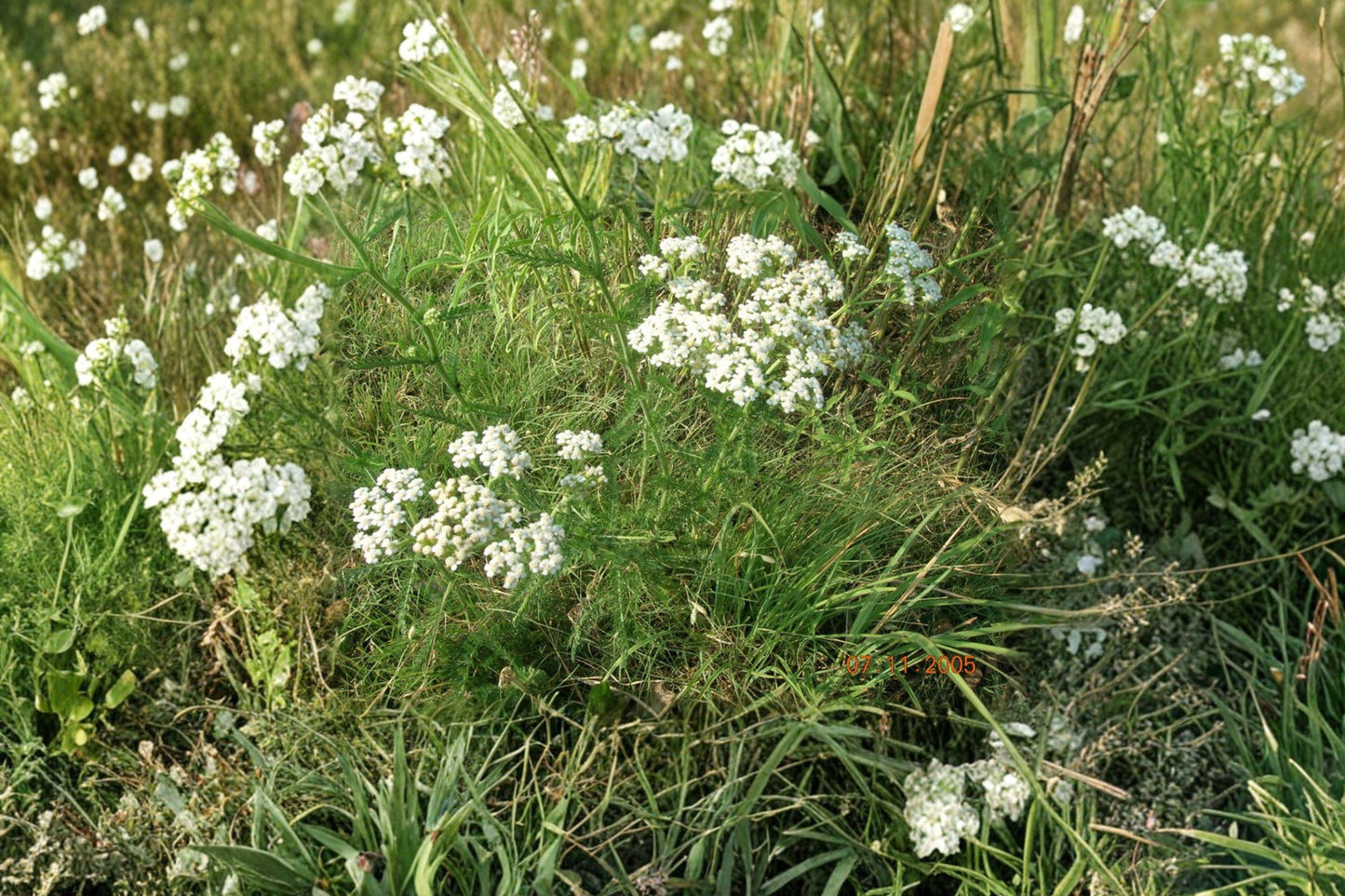 Western Yarrow Seeds - 500 White Achillea Millefolium Wildflower Seeds for Pollinator Gardens and Meadow Landscapes