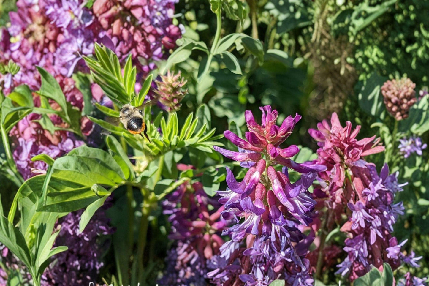 Twogroove Milkvetch Seeds - 15 Astragalus bisulcatus Purple Wildflower Seeds for Native Gardens & Drought Tolerance