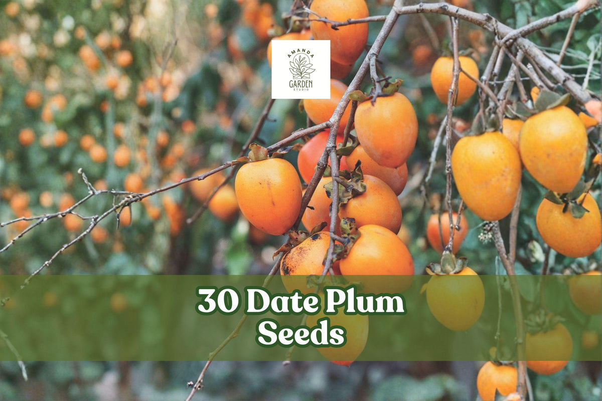 30 Date Plum Tree Seeds | Diospyros lotus | Ornamental Deciduous Tree for Garden, Landscape & Orchard Planting
