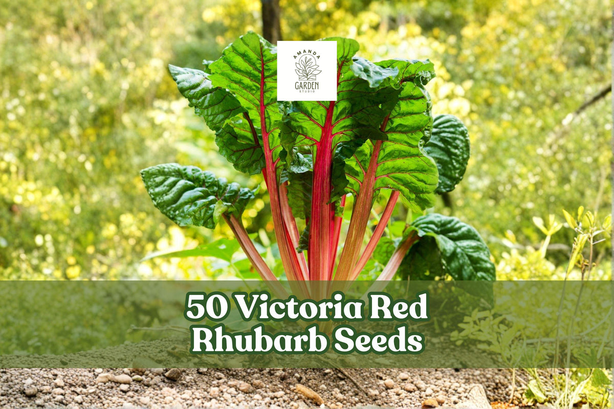 Victoria Red Rhubarb Seeds – Perennial Heirloom Vegetable, Rheum rhabarbarum, Red Stems, Garden Planting, 50 Seeds