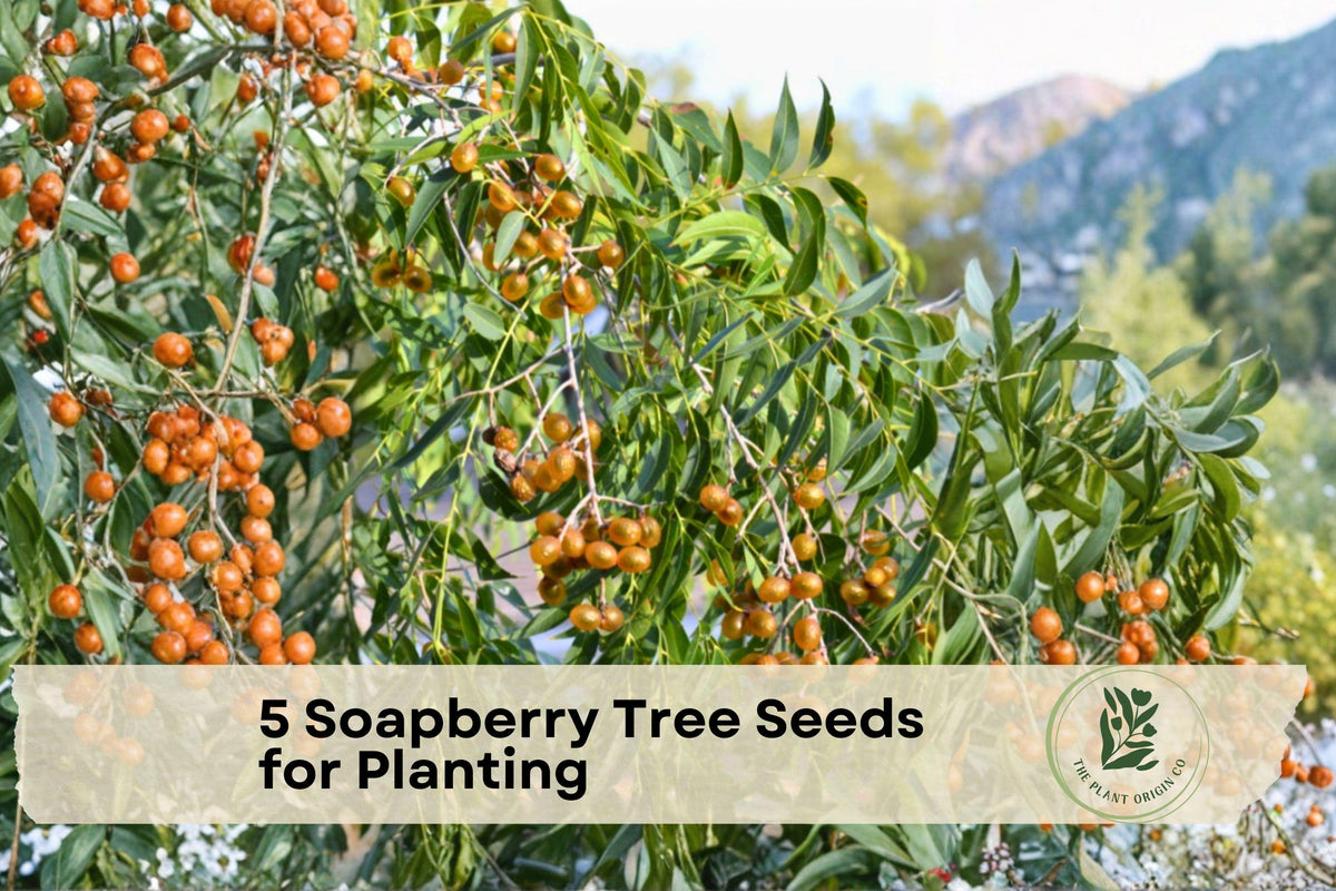 Soapberry Tree Seeds for Planting – Sapindus saponaria, Wingleaf Ornamental Deciduous Tree, Warm Climate, 5 Seeds