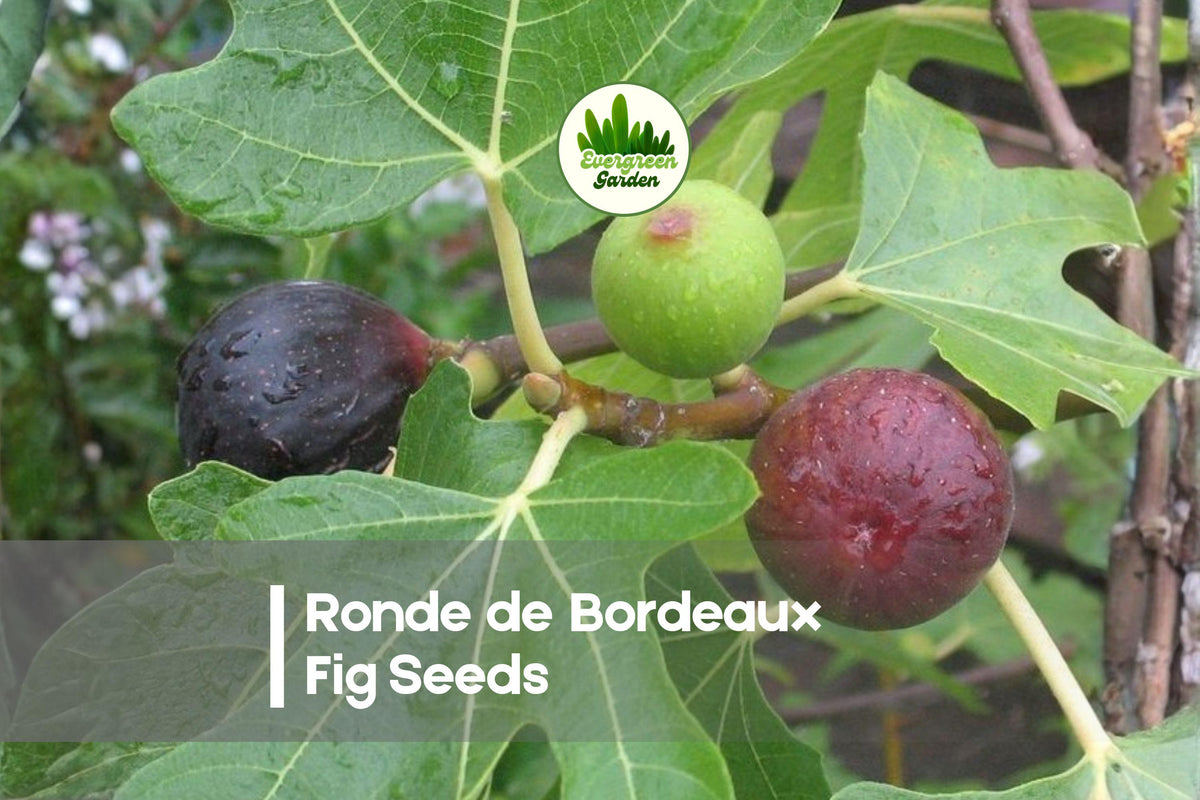 100+ Ronde de Bordeaux Fig Seeds | Ficus carica Fruit Tree for Home Garden & Container Growing