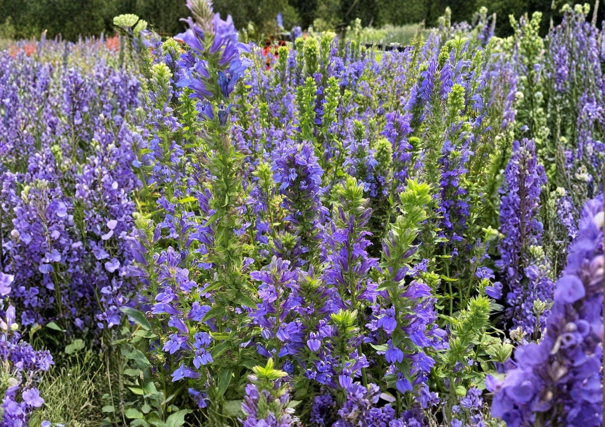 Blue Lobelia Seeds - Native Wetland Wildflower for Pollinator Gardens, Lobelia siphilitica, 500 Seeds