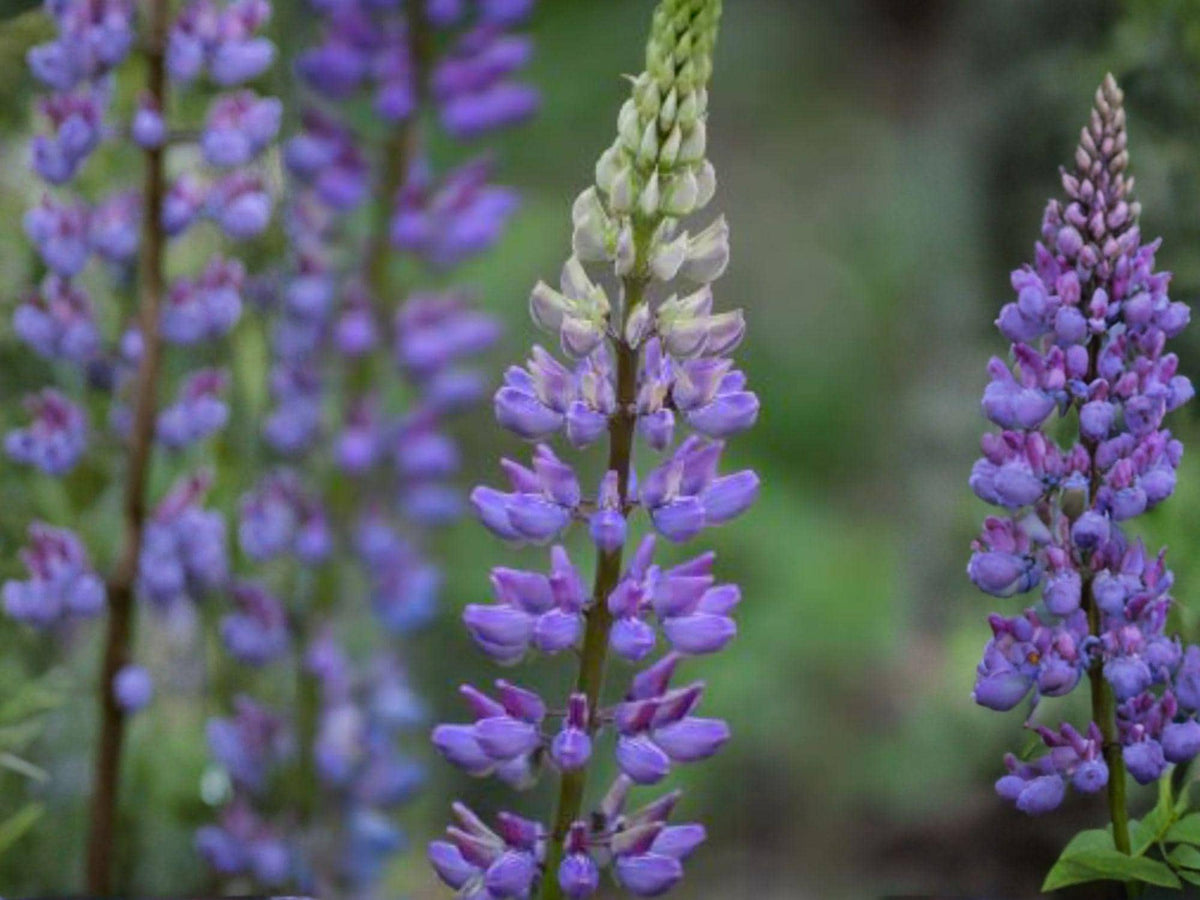 Blue Lupine Seeds - Lupinus perennis Native Wildflower for Pollinator Gardens, Meadow Planting, 25 Seeds