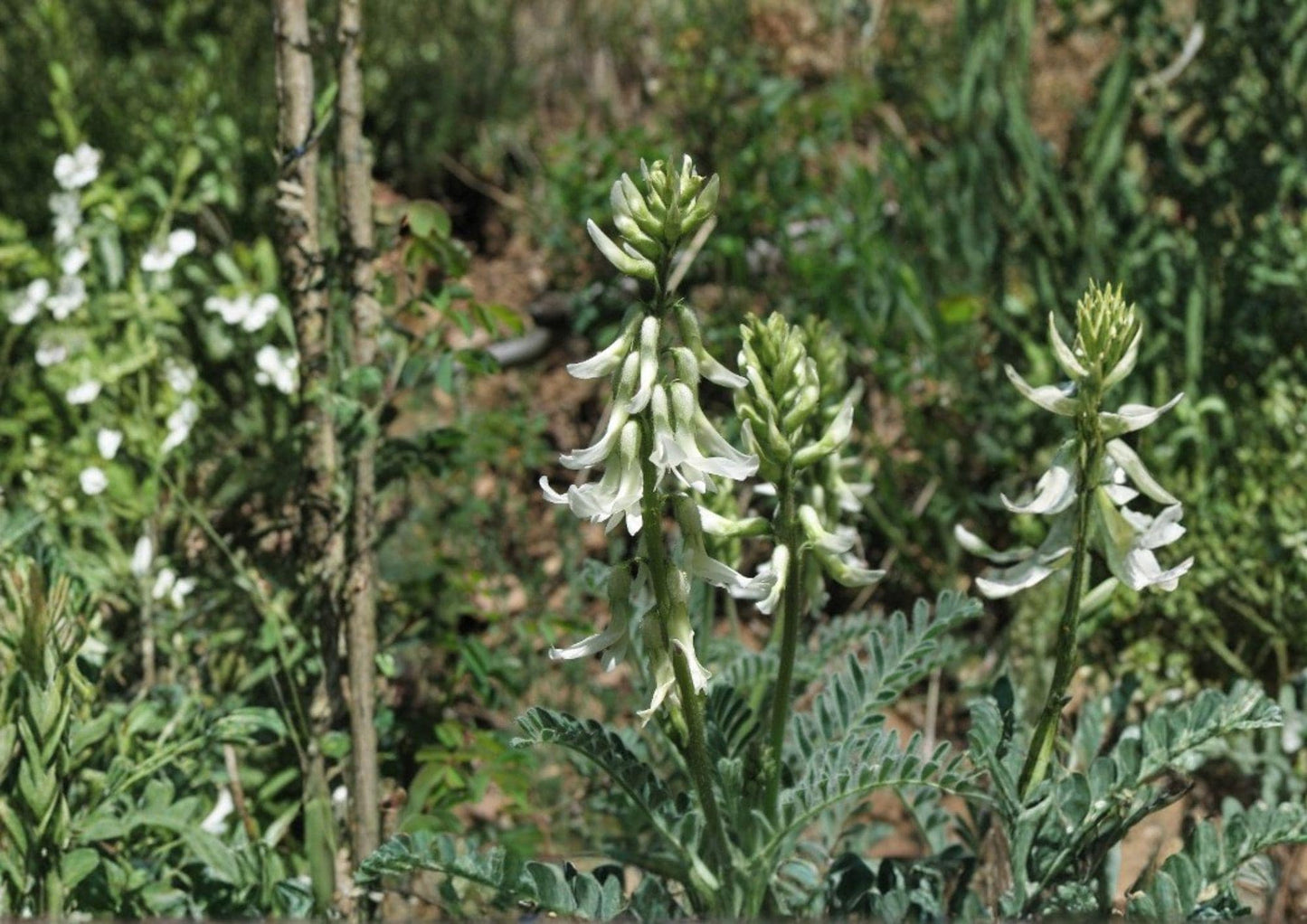 Woolly Milkvetch Seeds - Astragalus drummondii Native Prairie Legume for Drought Tolerance & Pollinator Support
