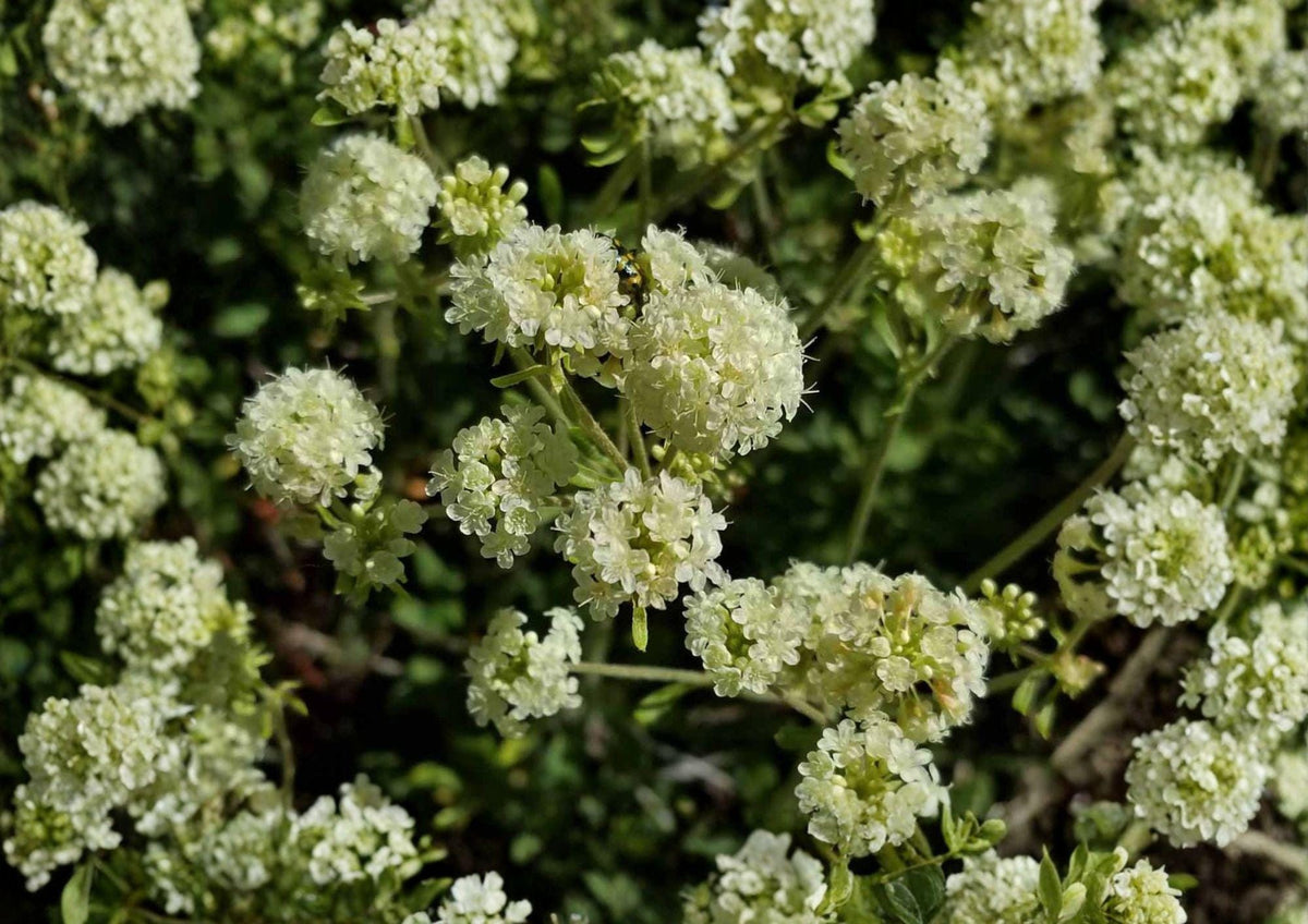 Parsnipflower Wild Buckwheat Seeds - Drought Tolerant Native Perennial for Pollinator Gardens (Eriogonum heracleoides)