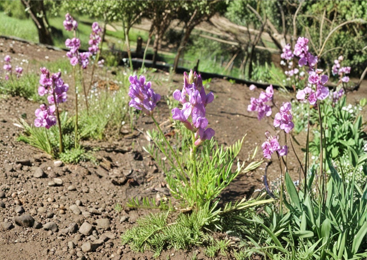 Oxytropis lambertii Showy Locoweed Seeds – Native Purple Prairie Legume, Drought Tolerant Wildflower, Pollinator Friendly Plant