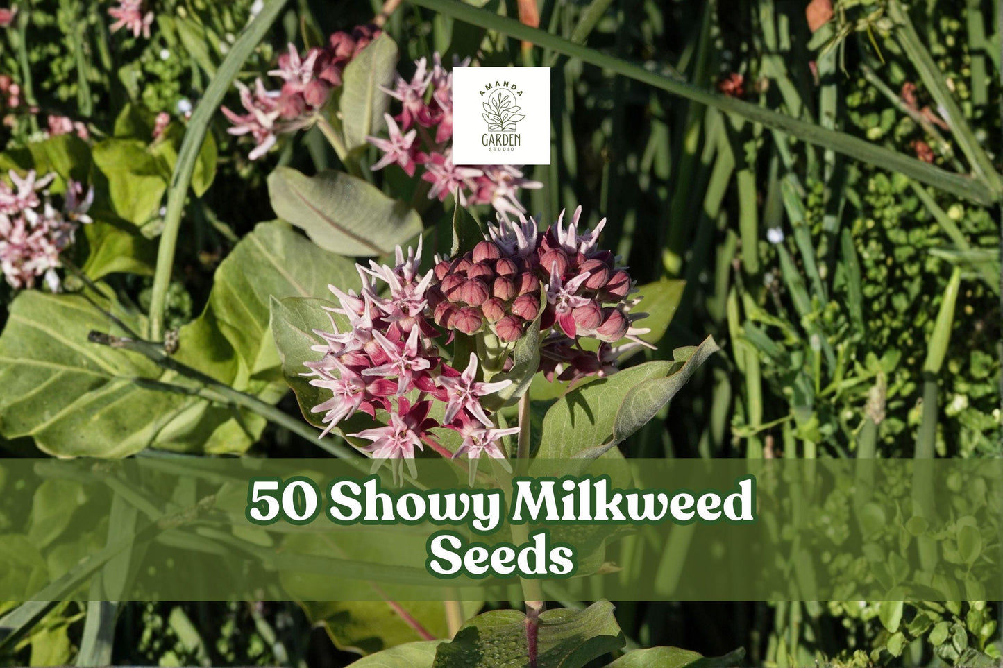 Showy Milkweed Seeds – 50 Native Perennial Wildflower with Pink to Purple Blooms – Asclepias speciosa