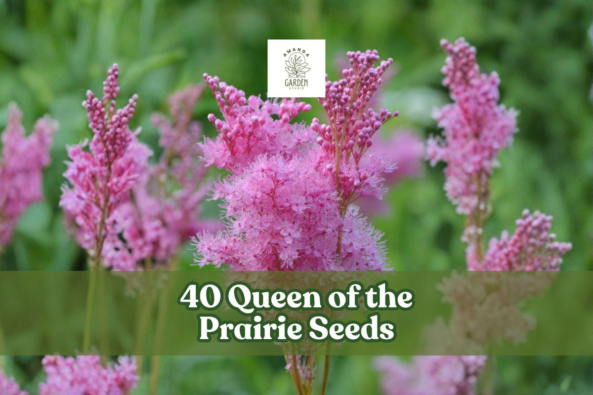 Queen of the Prairie Seeds – Pink Native Wildflower, Filipendula rubra, Perennial for Moist Soils & Rain Gardens, 40 Seeds