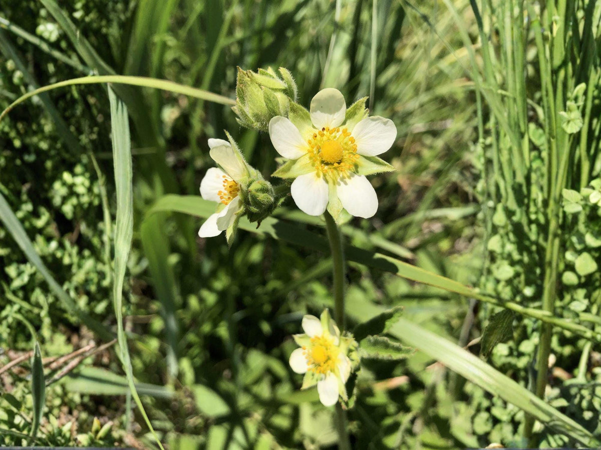 Prairie Cinquefoil Seeds - Native White Wildflower, Drought Tolerant, Perennial, Drymocallis arguta, 100 Seeds