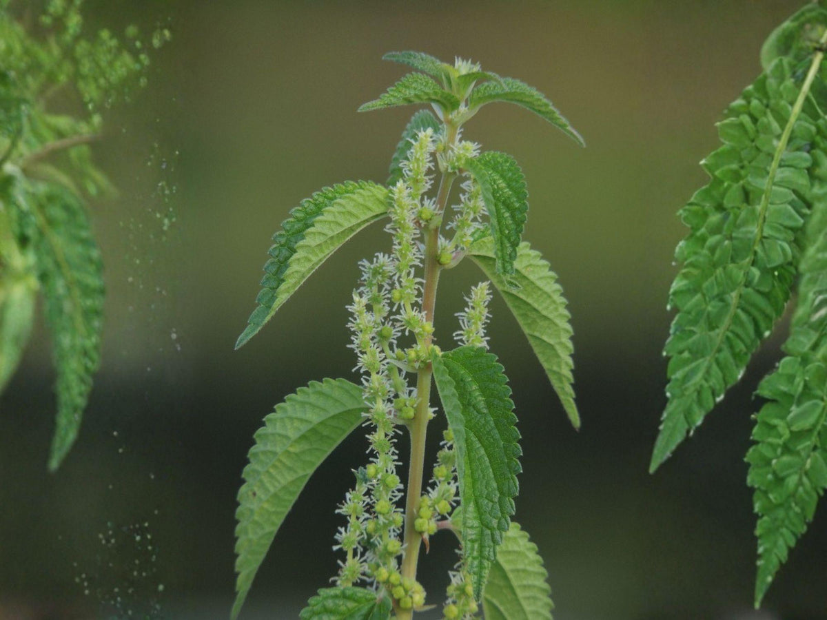 Boehmeria cylindrica Seeds – Smallspike False Nettle Perennial Wildflower for Woodland Gardens & Shade Landscapes