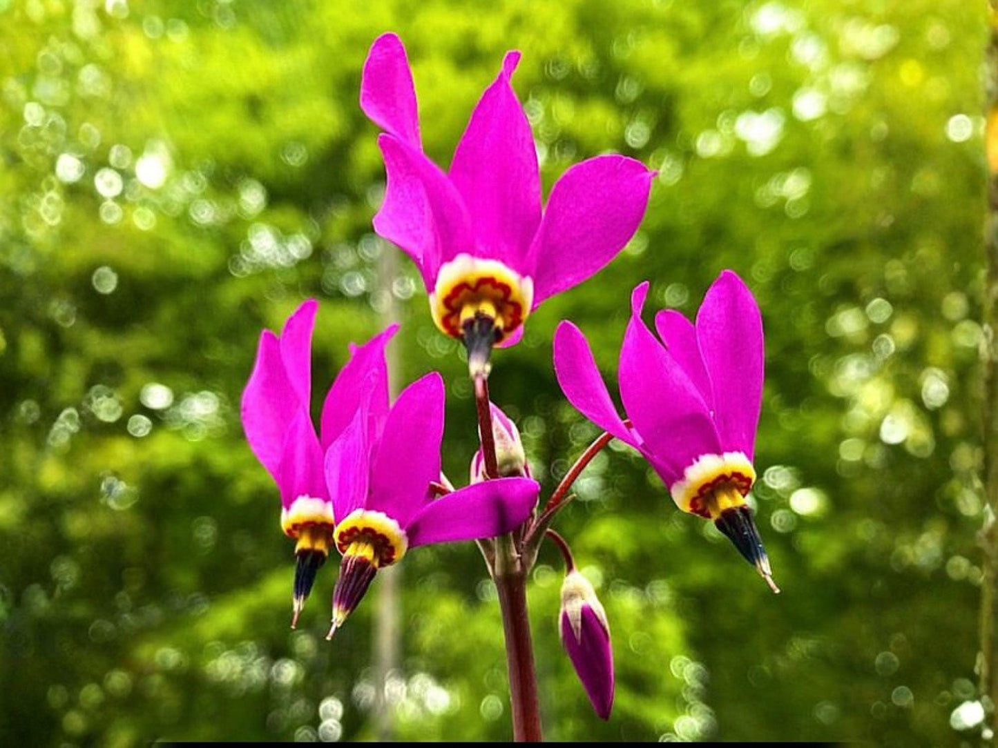 100 Midland Shooting Star Seeds – Pink Native Wildflower Perennial Dodecatheon meadia for Spring Gardens