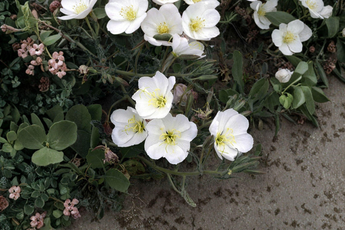 Pale Evening Primrose Seeds – Fragrant White Wildflower for Moon Gardens, Xeriscape, Native Oenothera pallida, Drought Tolerant Perennial