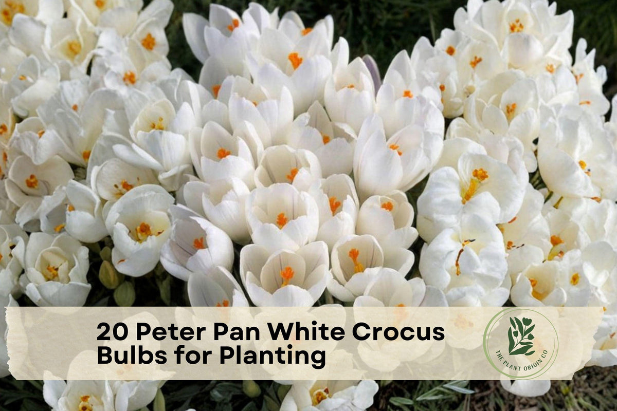 20 Peter Pan White Crocus Bulbs - Early Spring Flowering Perennial Crocus chrysanthus for Garden Beds & Containers
