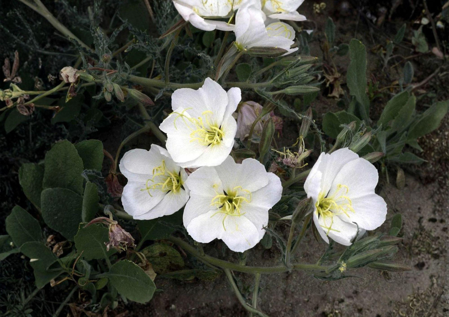 Pale Evening Primrose Seeds - White Night Blooming Wildflower, Drought Tolerant, Oenothera pallida, Native Prairie Perennial, Wildflower Seeds