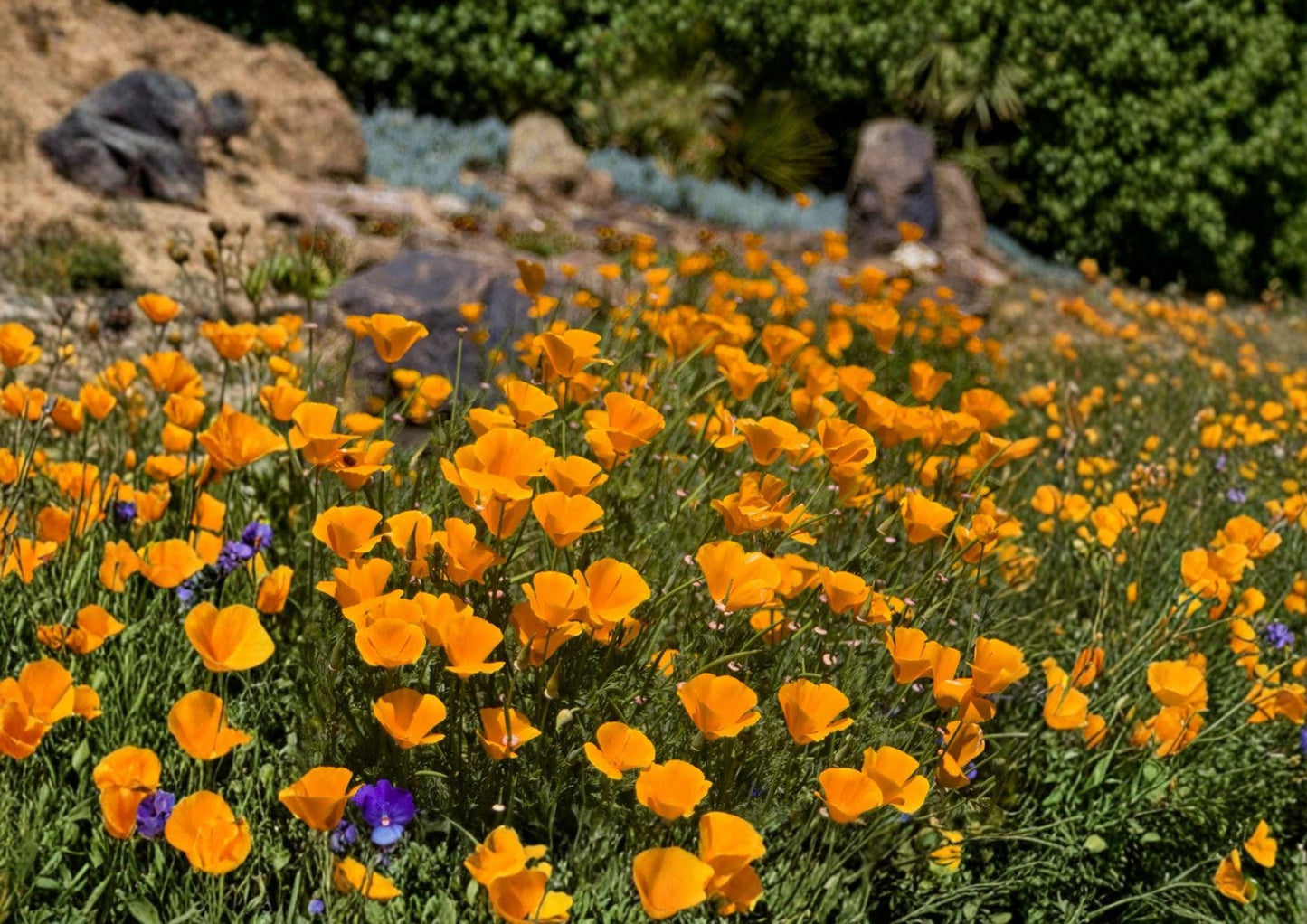 California Poppy Seeds - Bright Orange Wildflower, Drought Tolerant, Eschscholzia californica, Native Bee-Friendly Annual (50 Seeds)