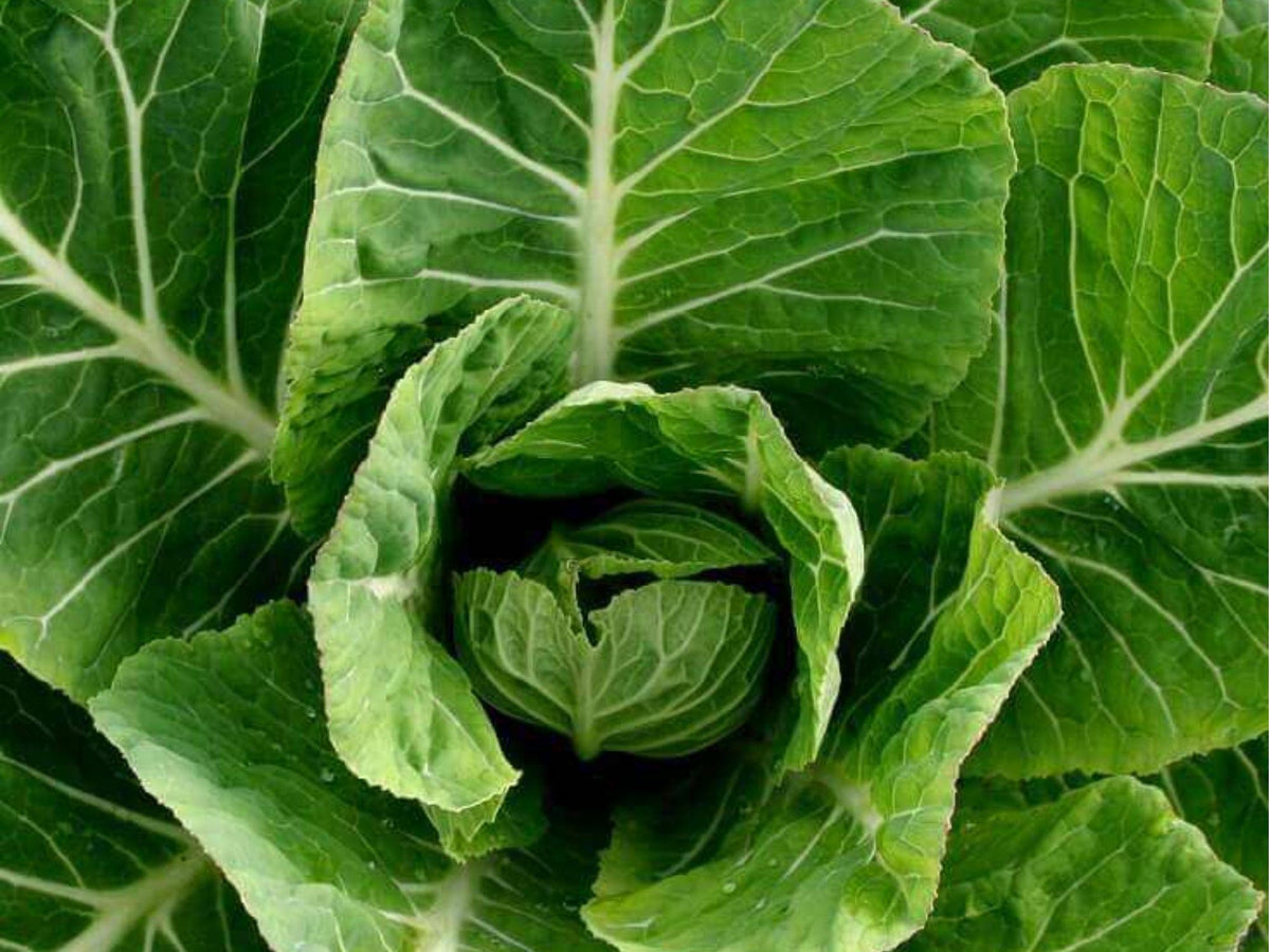 Vates Collard Greens Seeds – 500 Non-GMO Heirloom, Cold Hardy, Tender, Compact Leafy Green Plant