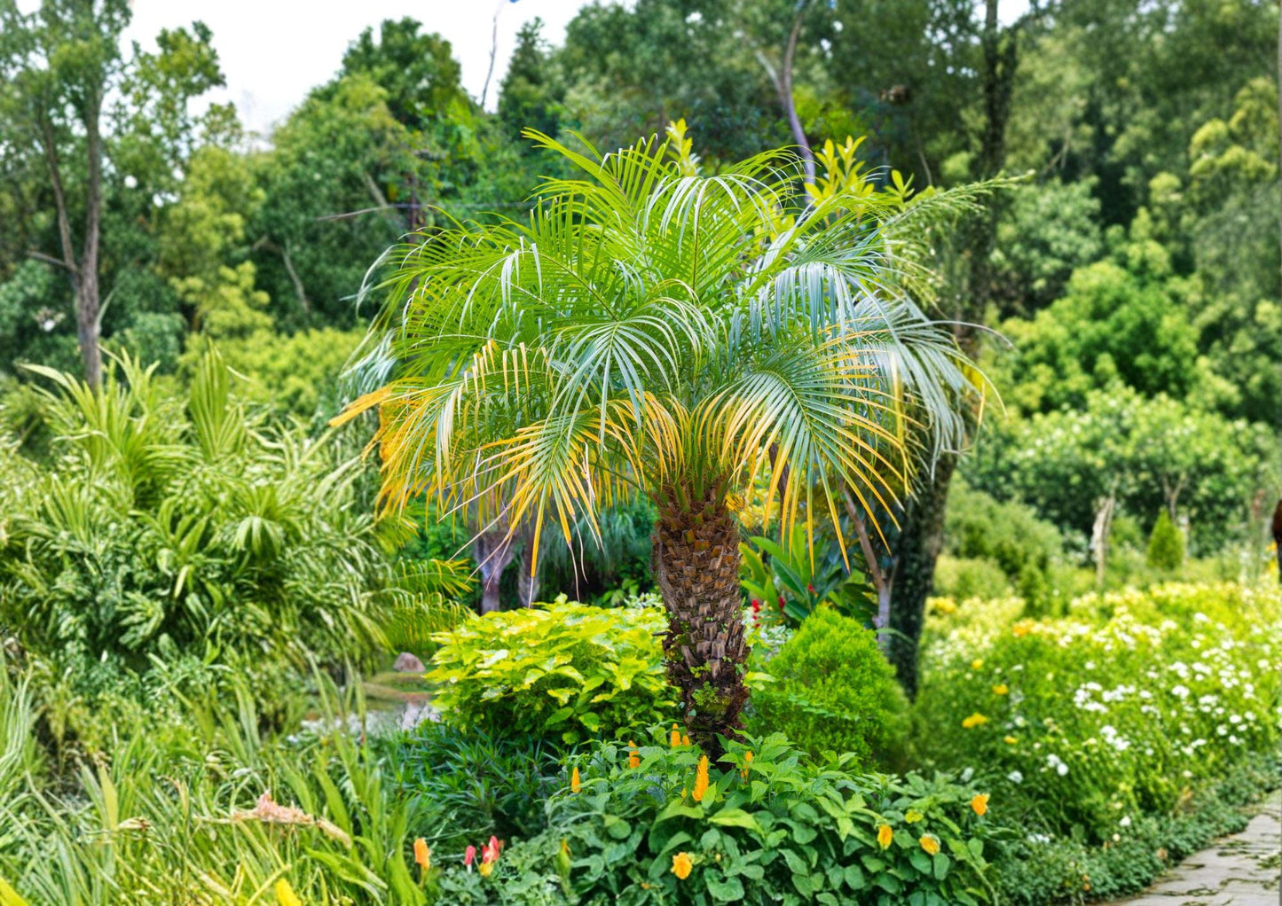 Pygmy Date Palm Seeds - Phoenix roebelenii, Miniature Tropical Indoor/Outdoor Palm, Elegant Arching Fronds, Container Plant