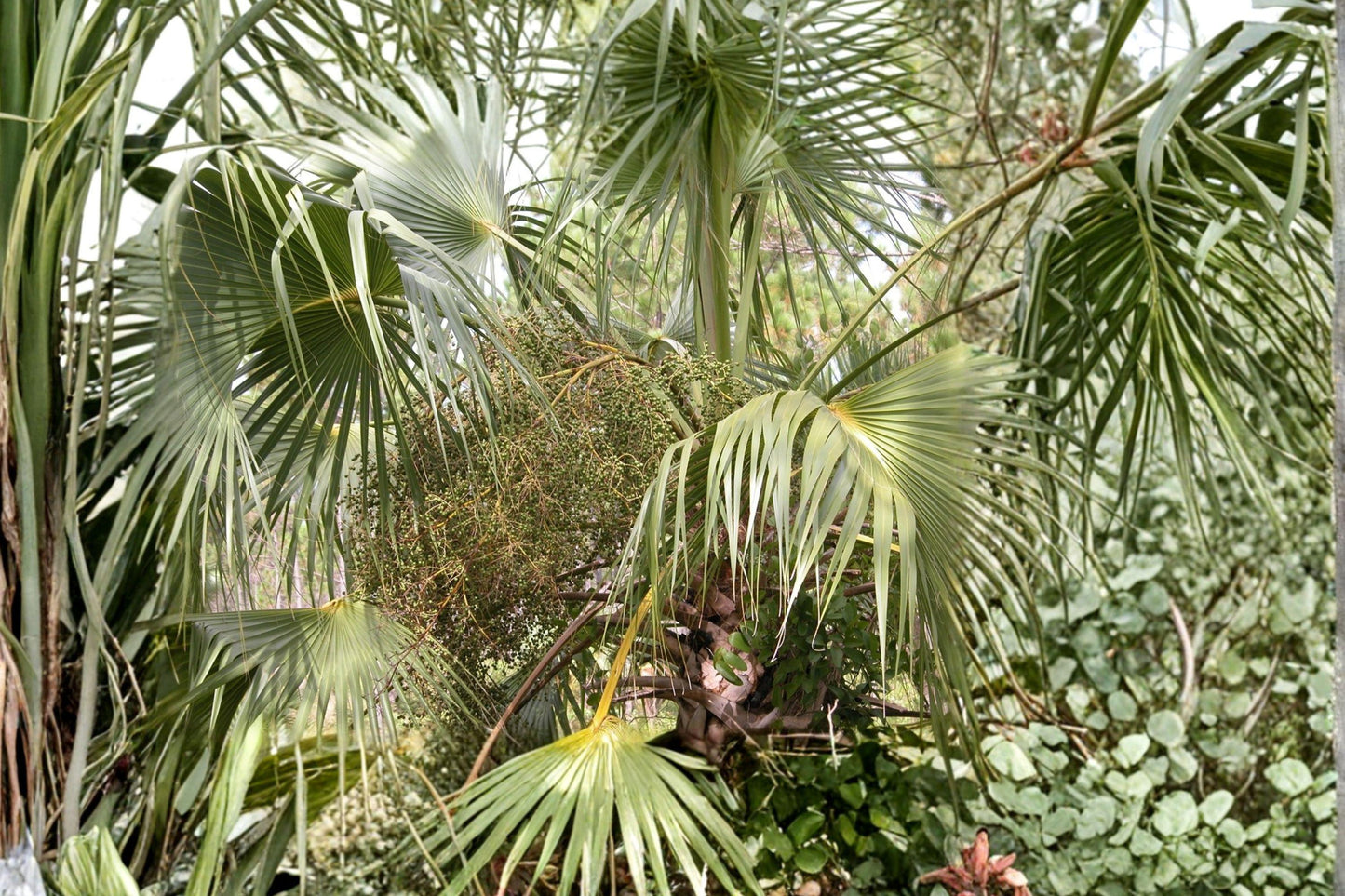 Sabal Palmetto Seeds – Carolina Blue Fan Palm, Coastal Tropical Garden, Native to Southeastern US, Salt Tolerant, Drought Resistant