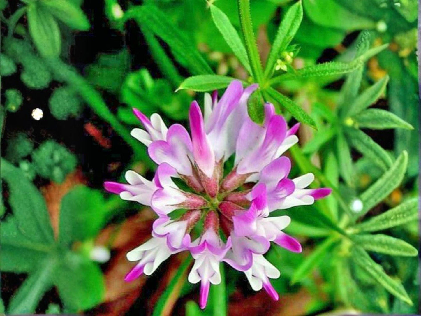 Astragalus Bisulcatus Seeds – Twogroove Milkvetch Native Prairie Legume with Purple Wildflowers – Drought Tolerant Perennial Seed Pack
