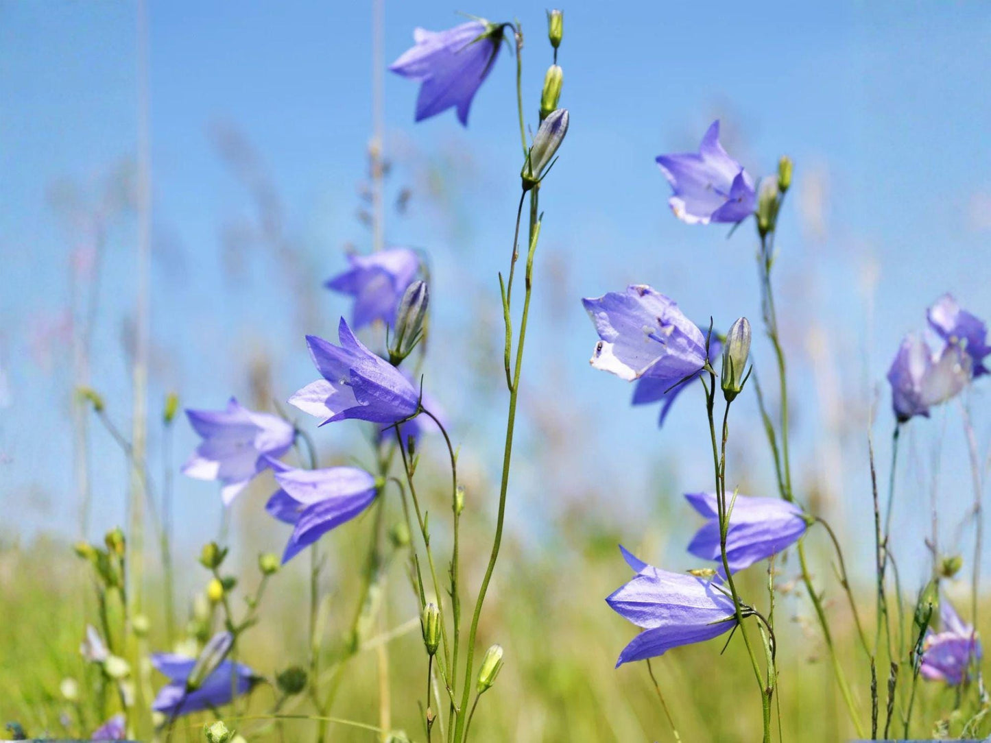 Campanula rotundifolia Seeds – 100 Harebells Blue Bellflower Perennial Wildflower for Rock Gardens & Native Gardens