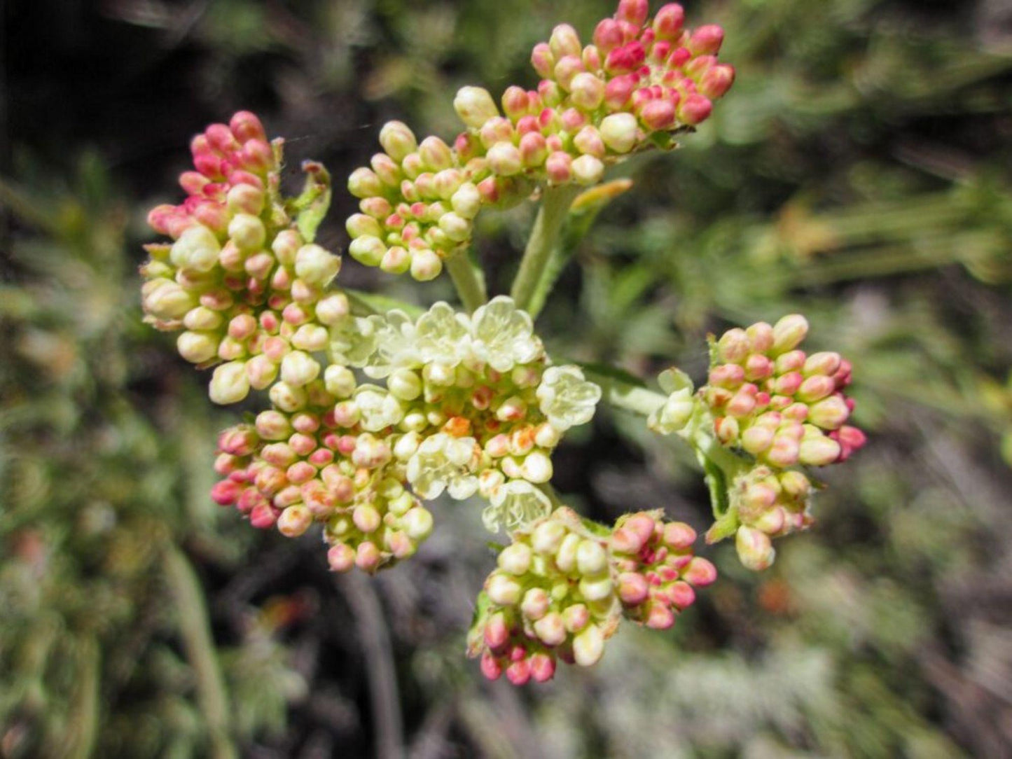 Eriogonum Heracleoides Seeds – 50 Parsnipflower Wild Buckwheat Native Drought-Tolerant Wildflower for Pollinator Gardens
