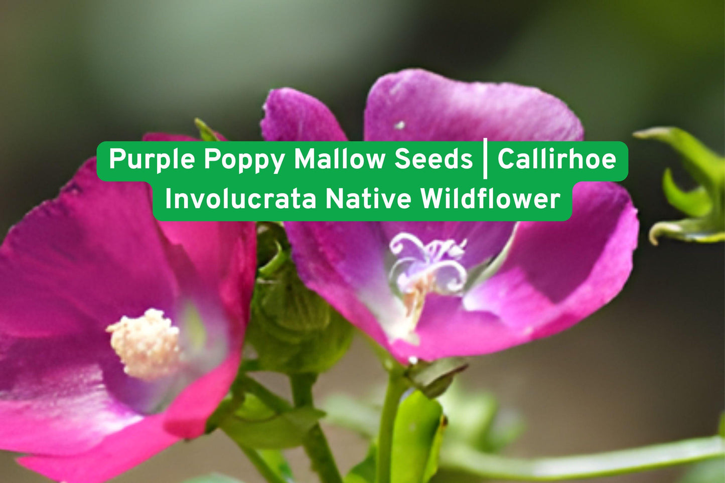 Purple Poppy Mallow Seeds | Callirhoe Involucrata Drought Tolerant Perennial Groundcover for Full Sun Gardens