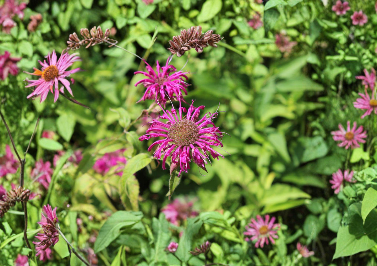 Purple Bergamot Seeds – Monarda media Lavender Pink Bee Balm Pollinator Wildflower (100 Seeds) Native Perennial for Bees & Butterflies