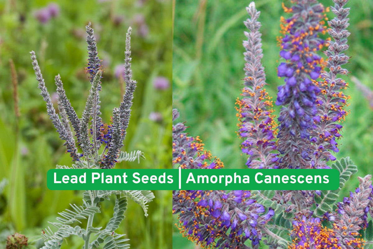 Purple Poppy Mallow Seeds | Drought Tolerant Groundcover | Callirhoe Involucrata Native Wildflower for Pollinator Gardens
