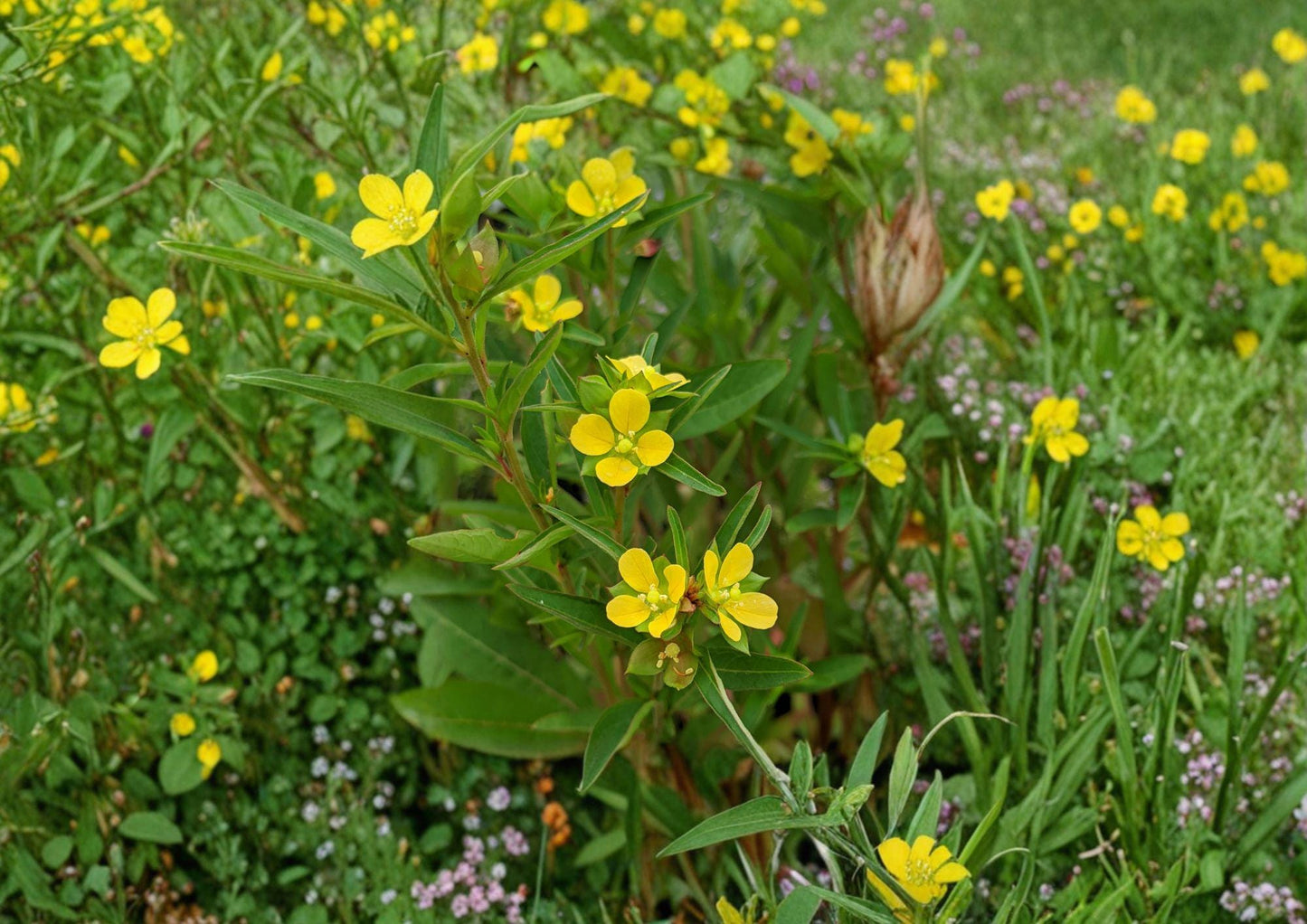 Ludwigia alternifolia Seedbox 1000 Seeds – Native Yellow Water Primrose, Wetland Pollinator Wildflower, Ornamental Seed Capsule