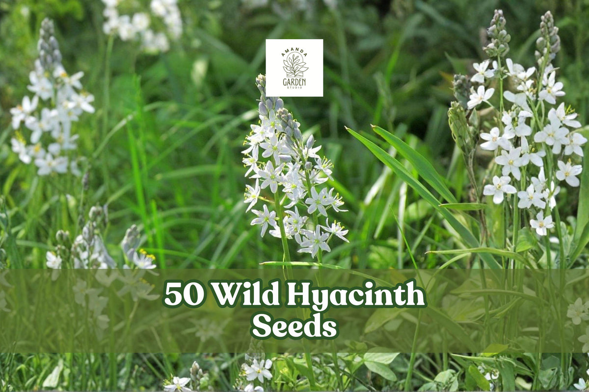 Wild Hyacinth Seeds – Camassia scilloides Native Perennial with Pale Blue to Violet Flowers, 50 Seeds