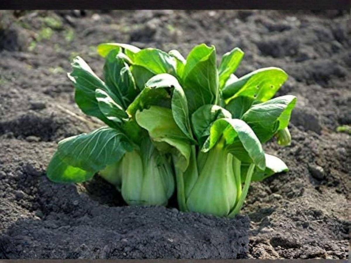 Pak Choi Tatsoi Seeds – Heirloom Asian Greens, Organic Vegetable Garden, Leafy Brassica rapa var. rosularis, 500 Seeds
