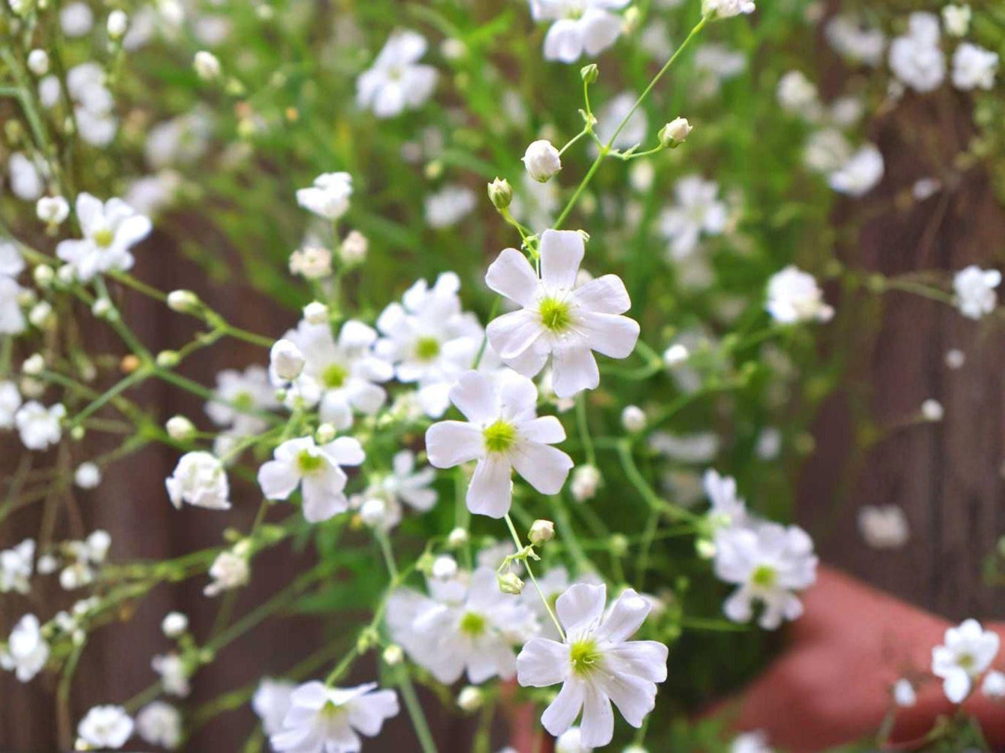 Covent Garden White Baby's Breath Seeds – Gypsophila elegans, Cut Flower, Annual, White Blooms, Garden, Pollinator-Friendly