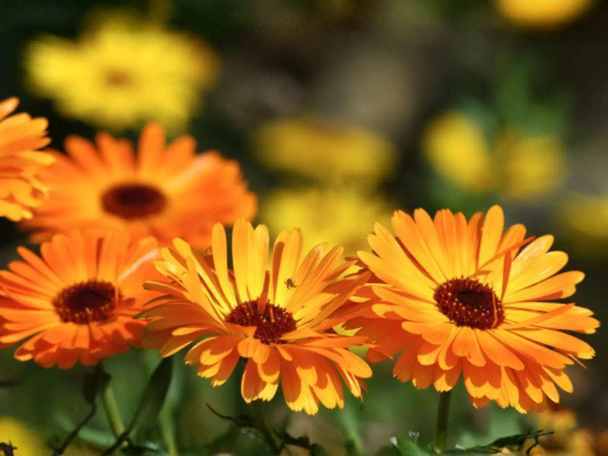 Calendula officinalis Seeds – Pacific Beauty Orange Pot Marigold, Bright Orange Flowers, Cut Flower, 100 Seeds