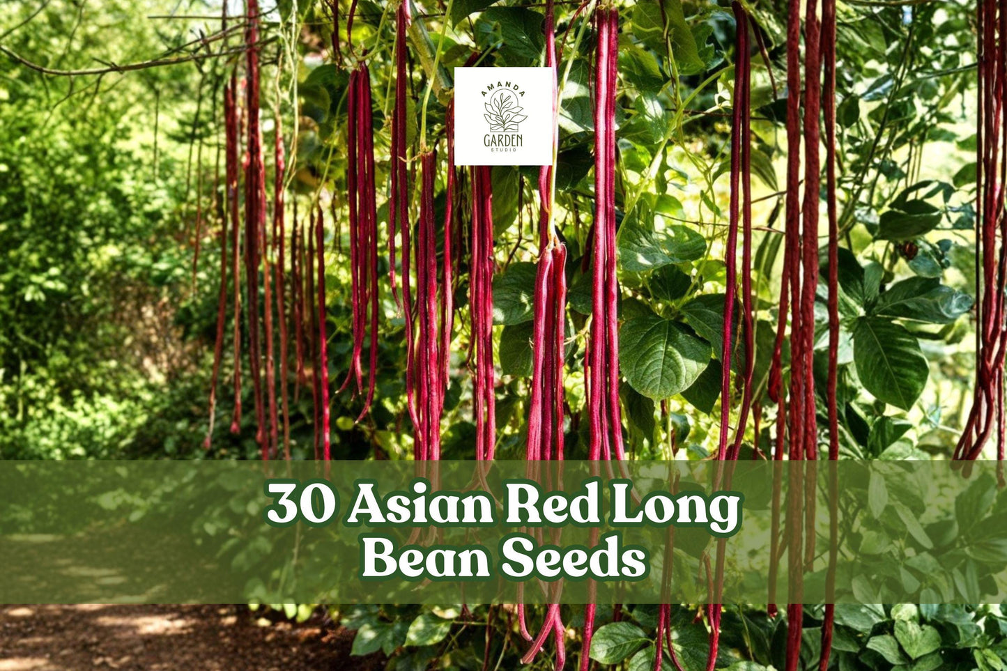 Asian Red Long Bean Seeds – Vigna unguiculata, Long Red Pods, Climbing Vegetable Plant for Garden Planting