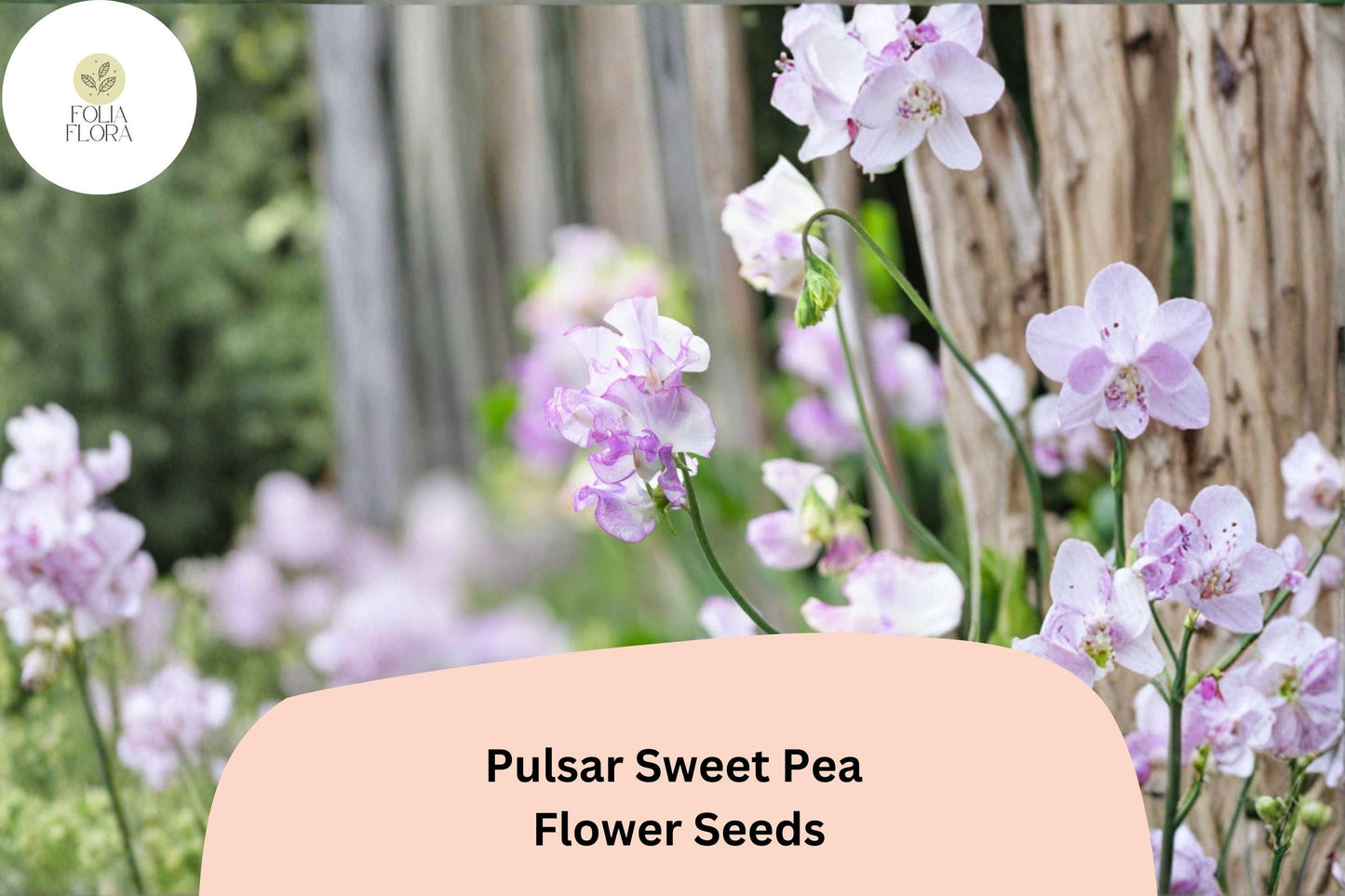 50+ Pulsar Sweet Pea Seeds | Climbing Flowers for Garden Trellis | Deep Purple & White Bicolor | Lathyrus odoratus