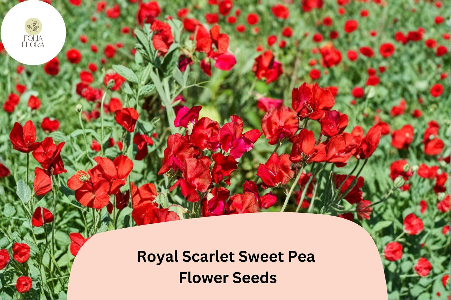 50+ Royal Scarlet Sweet Pea Seeds | Bright Red Climbing Flower Vine for Trellis & Garden | Lathyrus odoratus