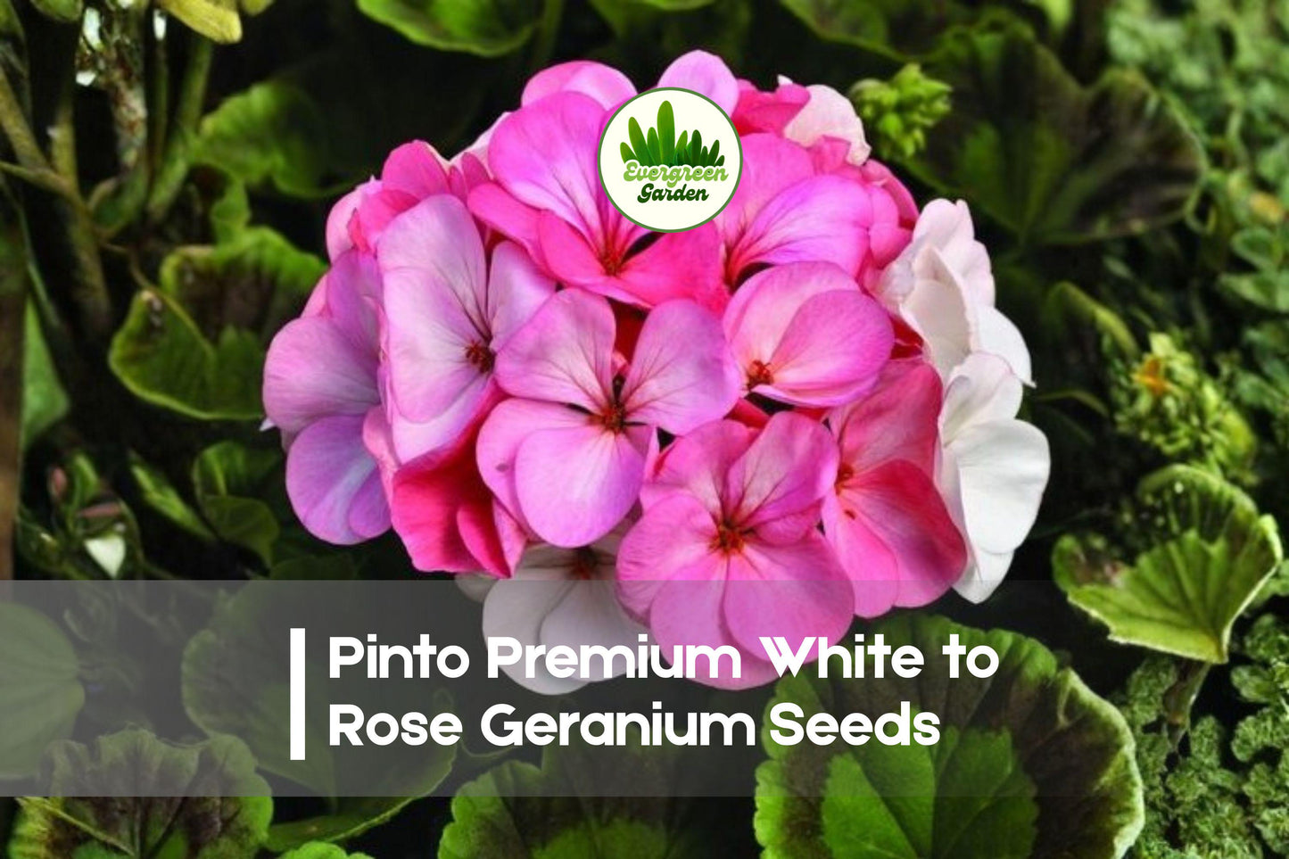 Pinto Geranium Seeds 25+ White to Rose Pelargonium × hortorum Flowering Annual Perennial Garden Seeds