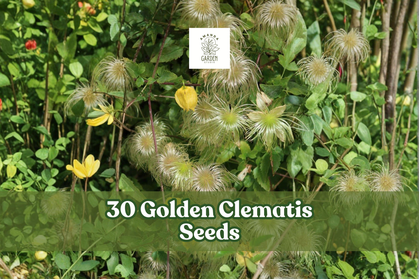 Golden Clematis Seeds – Clematis tangutica Climbing Vine with Yellow Lantern Flowers, 30 Seeds