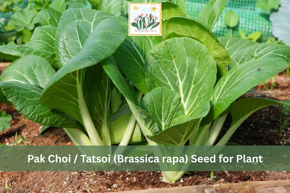 Tatsoi Seeds 500 Pack – Brassica rapa Asian Leafy Greens for Garden & Containers
