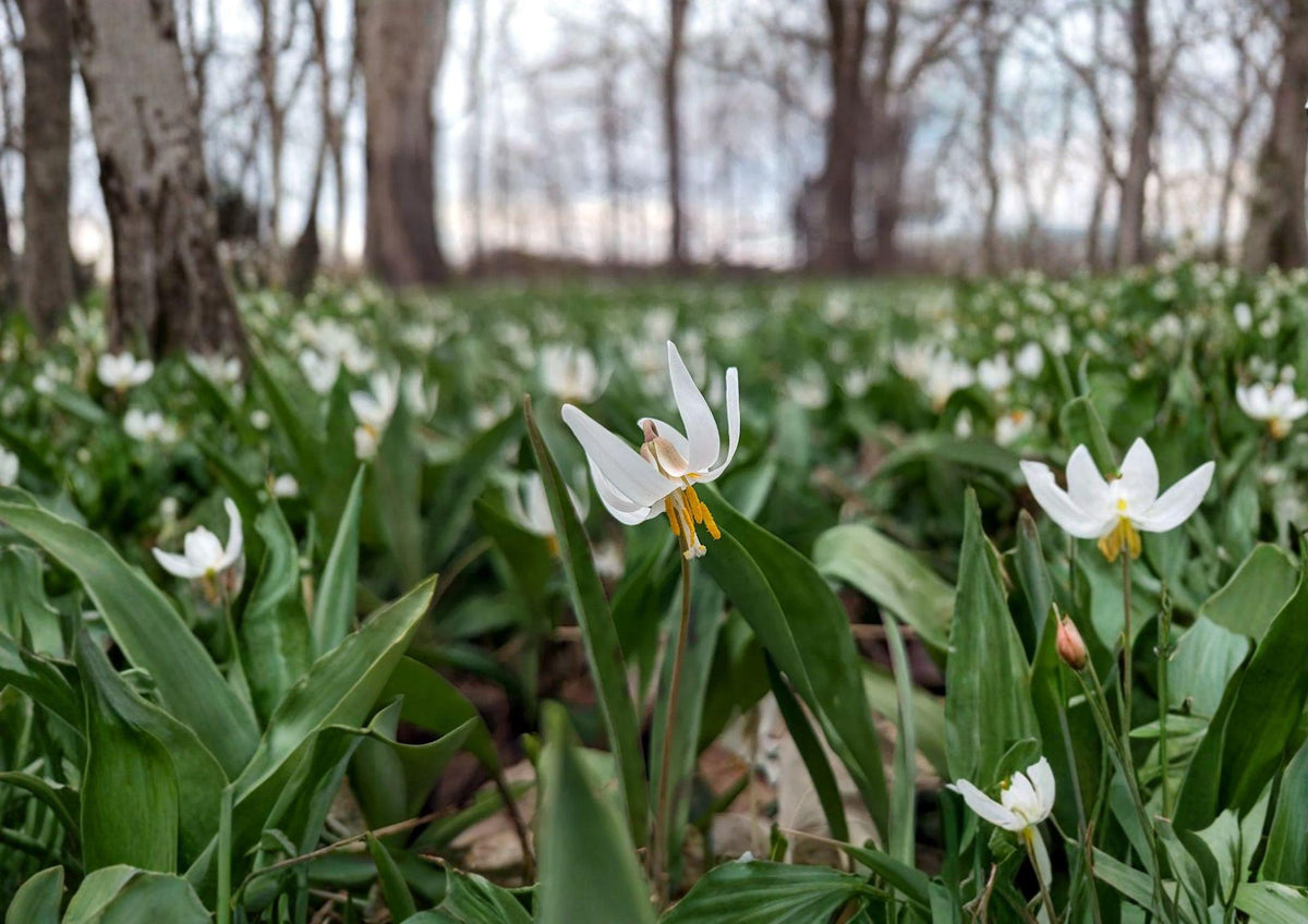White Trout Lily Seeds - Native Spring Wildflower, Shade Garden, Erythronium albidum, Early Blooming, Pollinator-Friendly, 5 Seeds