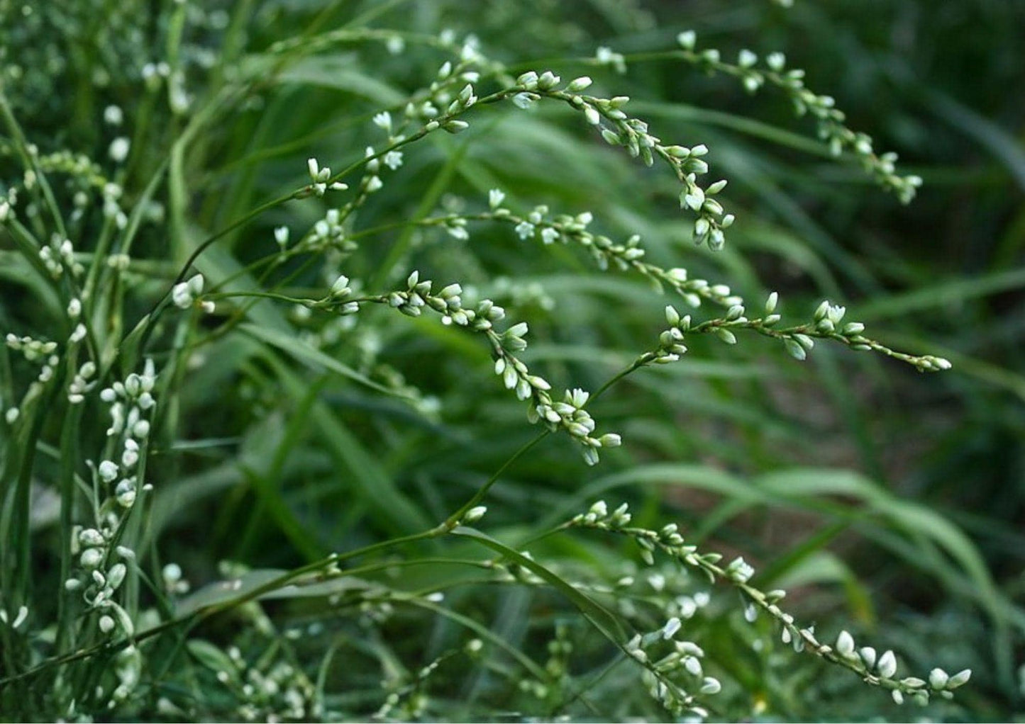 Smartweed Seeds - Native Pink Wildflower for Rain Gardens, Wetlands & Pollinator Gardens - Persicaria punctata