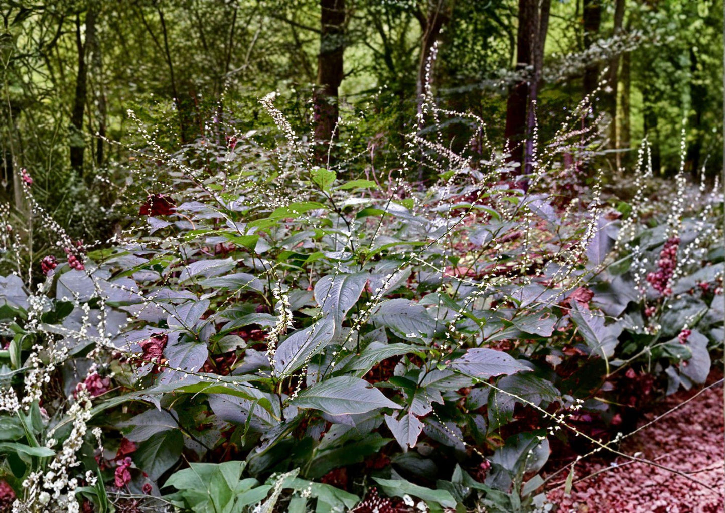 Persicaria virginiana Seeds – Woodland Knotweed, Native Shade Wildflower, Perennial Plant for Shade Gardens, Pollinator Attractant