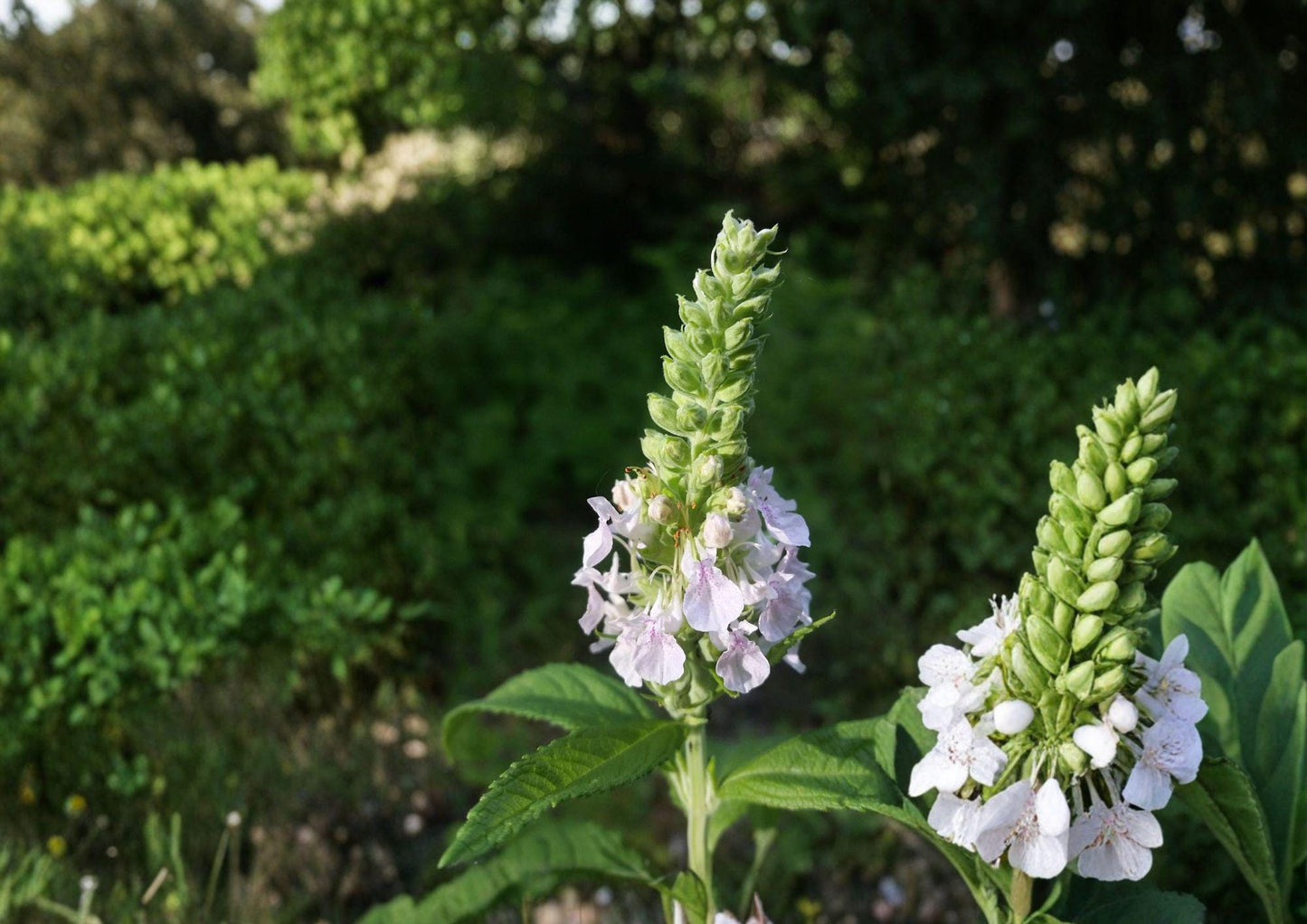 Canada Germander Seeds – Native Wildflower, Pollinator-Friendly, Teucrium canadense, Perennial for Meadows & Natural Gardens