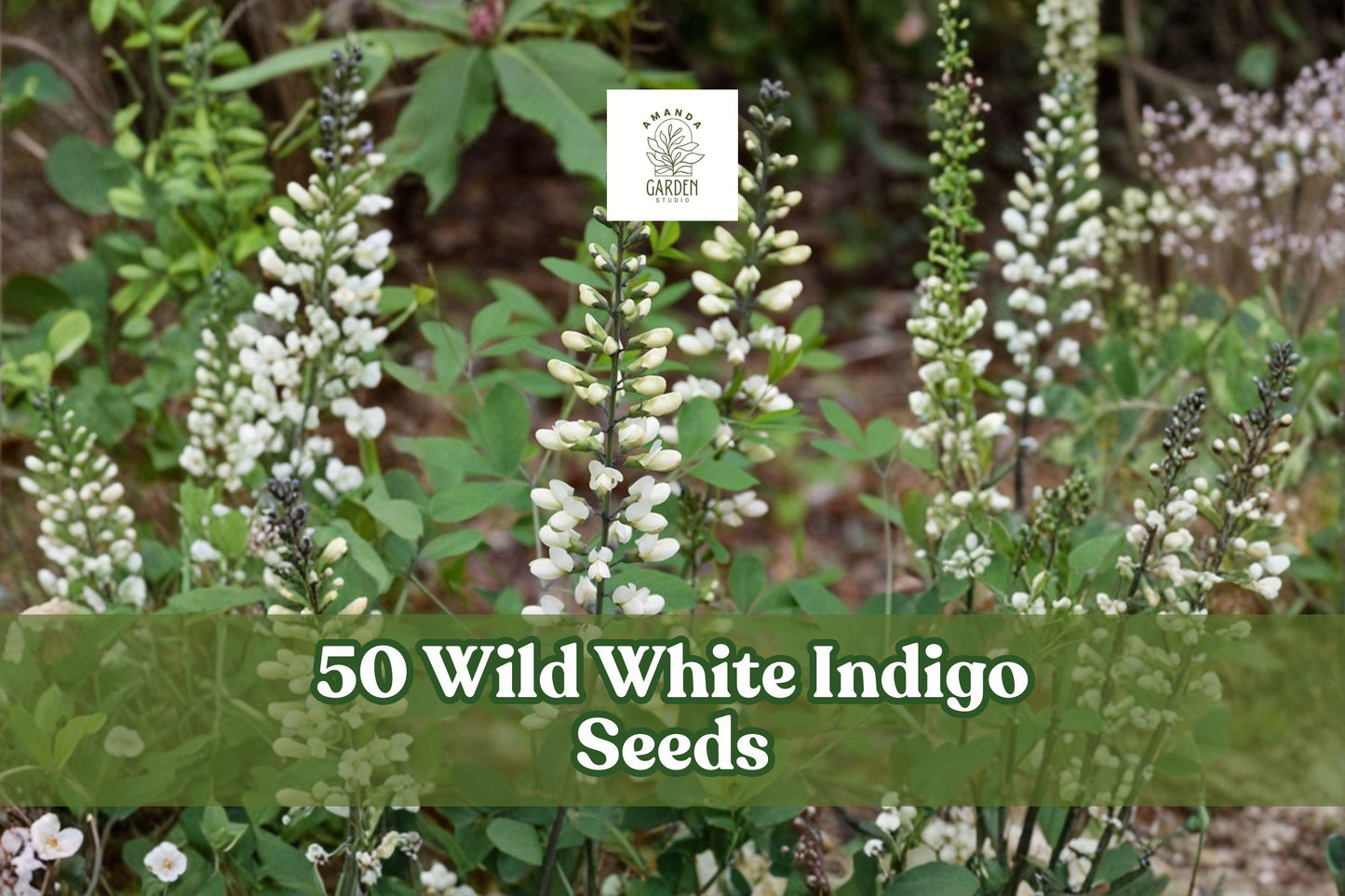 Wild White Indigo Seeds - Baptisia alba, Native Perennial with White Flowers, Blue-Green Foliage, Fast-Growing, 50 Seeds