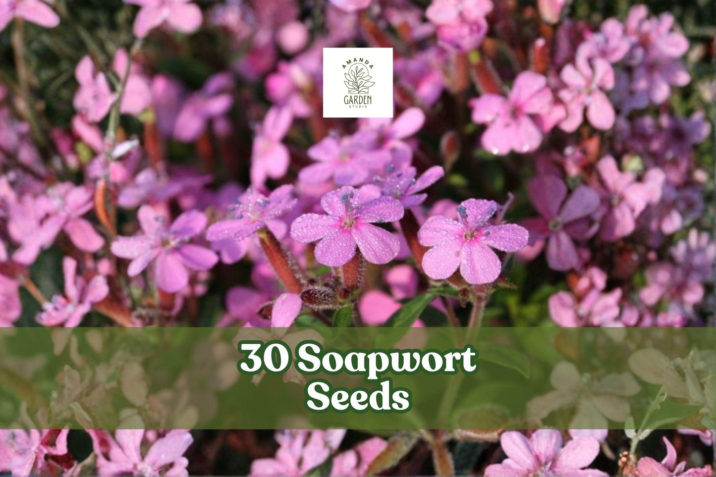 Soapwort Seeds – Perennial Flowering Plant with Pink to White Blooms, Saponaria officinalis, Garden Bed & Border Plant