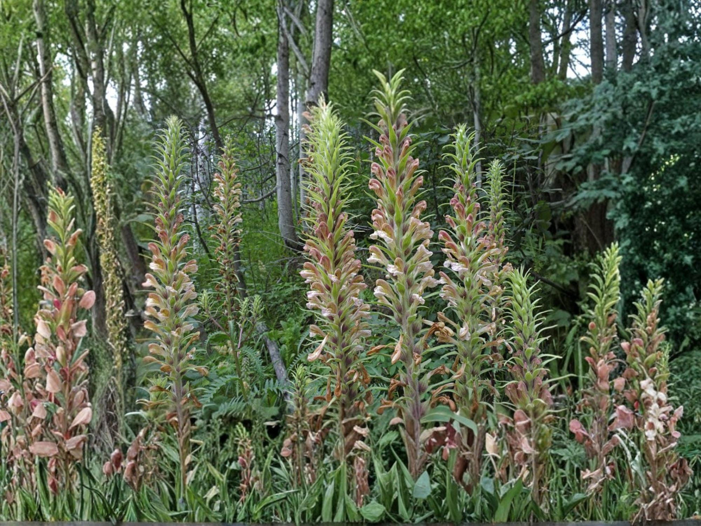 Giant Lousewort Seeds – Pedicularis procera – Native Perennial Wildflower for Meadow & Prairie Restoration – 100 Seeds