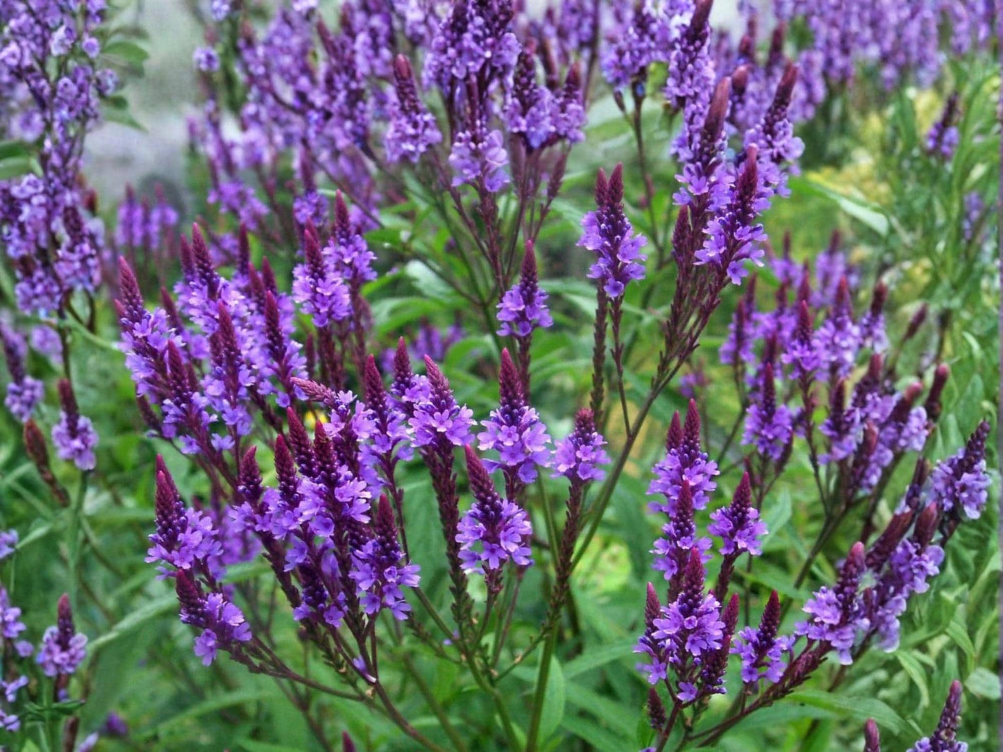 Blue Vervain Seeds – Native Perennial Wildflower – Verbena hastata – Pollinator Plant for Gardens, Meadows & Rain Gardens – 100 Seeds