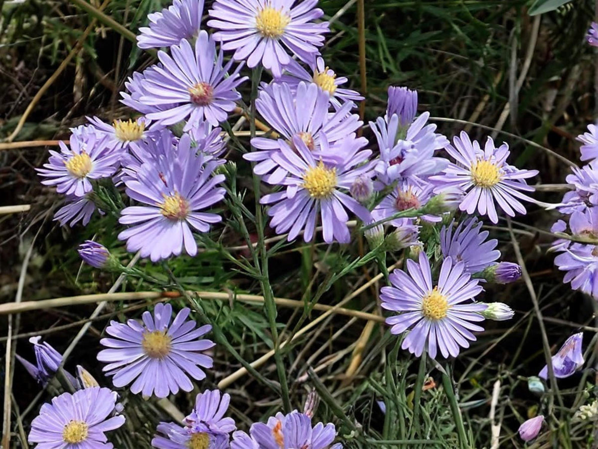 Smooth Blue Aster Seeds – Symphyotrichum laeve – Native Perennial Wildflower for Pollinator Gardens, Drought Tolerant, 100 Seeds